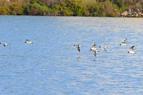 Flock of black-headed gulls in flight over the salt pans Stock Photos