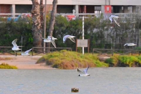 Flock of black-headed gulls in flight over the salt pans Stock Photos