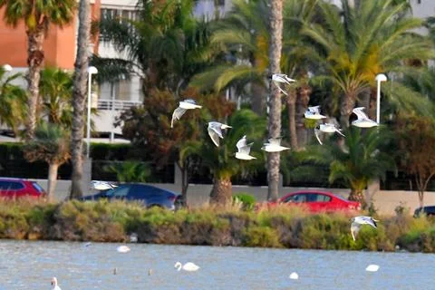 Flock of black-headed gulls in flight over the salt pans Foto stock