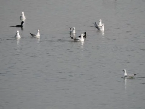 A flock of Black-headed gulls floating on water. Stock-Fotos