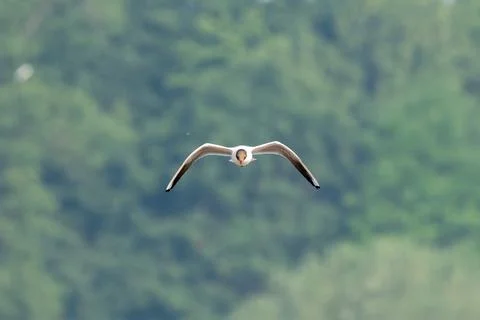 Flock Of Black-Headed Gulls Flying Stock Photos