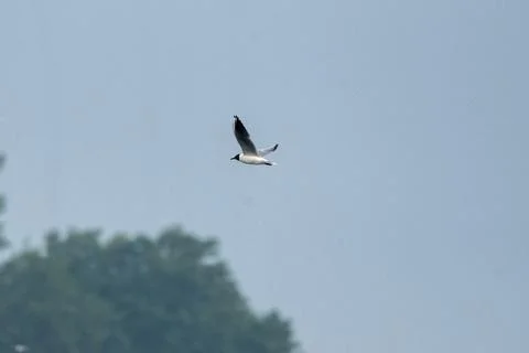 Flock Of Black-Headed Gulls Flying Stock Photos