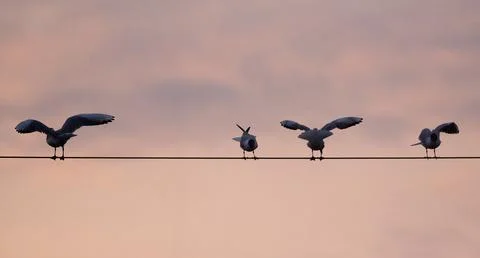 Flock Of Black-Headed Gulls Sitting On Wire Stock Photos