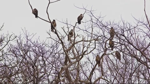 A Flock of Black Kites. Stock Footage 232663250