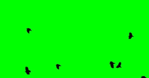 A flock of black large crow flies and flies to the green screen Stock Footage 86787231