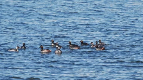 A flock of Black-necked grebe diving underwater (slow motion) Vídeos de archivo 336378802