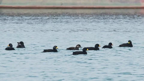 A flock of Black Scoters diving at the same time Stock Footage 336793335