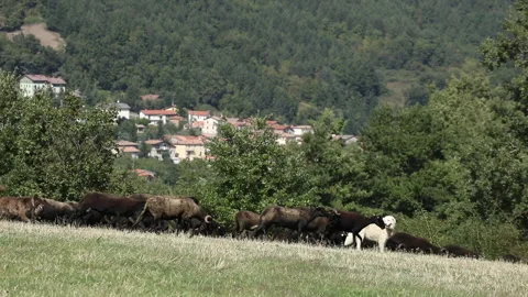 Flock of black sheep and a white dog 2 Stock Footage 148552443