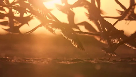 Flock of Black Skimmers Video stock 196849947