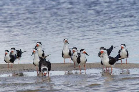 Flock of black skimmers Stock Photos