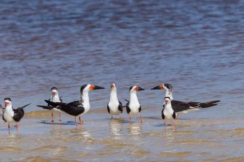 Flock of black skimmers Foto stock