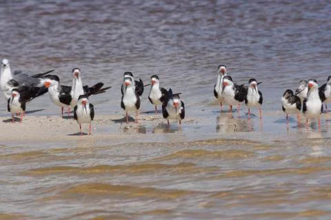 Flock of black skimmers Stock Photos