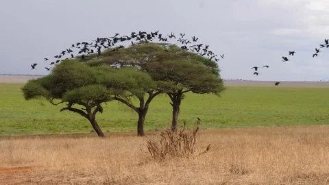Flock of black storks flying Stock Footage 125467588