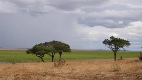 Flock of black Storks sitting on a tree Stock Footage 125475300