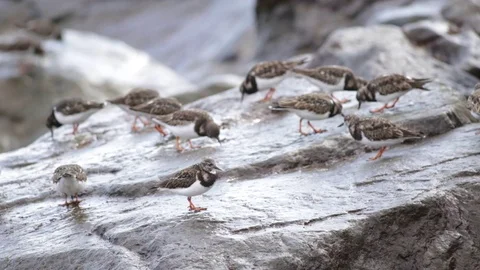 Flock of  black turnstone Stock Footage 125702276