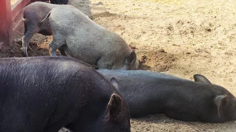 A flock of black Vietnamese pigs feeds in an enclosure. Pig breeding, animal Stock-Footage 295603938