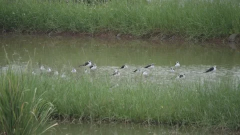 Flock of Black Winged Stilt Resting in Water Near Agricultural Field, Pan shot 動画素材 264877322