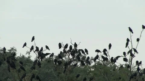Flock of Blackbirds Stockbeeldmateriaal 7737584