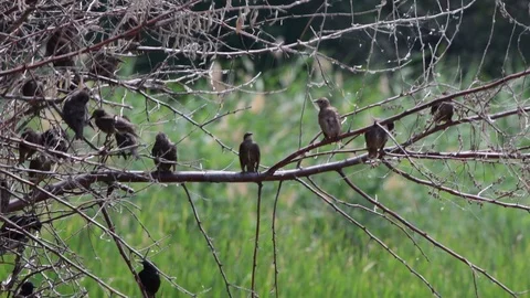 A flock of blackbirds perched on the branches. Stock Footage 110931557