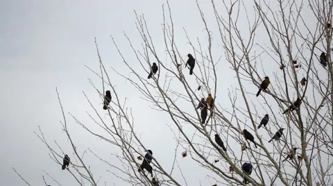 Flock of blackbirds perched in leafless tree, 4K Stock Footage 59171293
