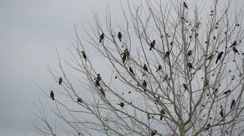 Flock of blackbirds perched in leafless tree, 4K Stock Footage 59171301