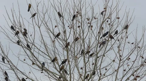 Flock of blackbirds perched in leafless tree, 4K Stock Footage 59171310