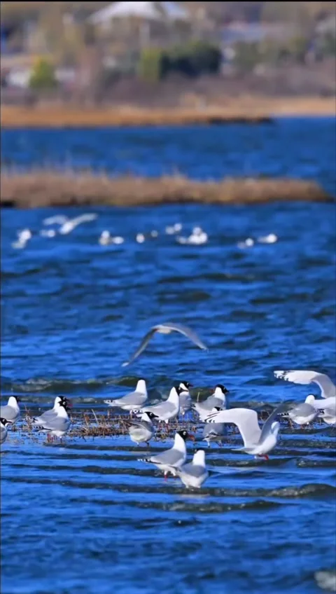 Flock of blackheaded gulls resting and flying over a calm blue lake Видео 334824235