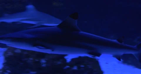 Flock Of Blacktip Reef Sharks, Animals, Are Floating Circularly in Aquarium, Stock Footage 52313162