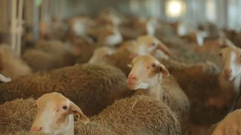 Flock of bleating sheep in pen Stock Footage 73781503