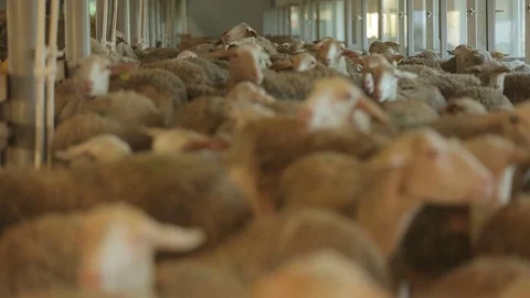 Flock of bleating sheep in pen Stock Footage 73781595