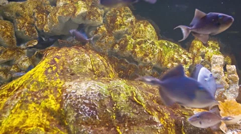 A flock of blue fish under water near the rocks Stock Footage 40783588