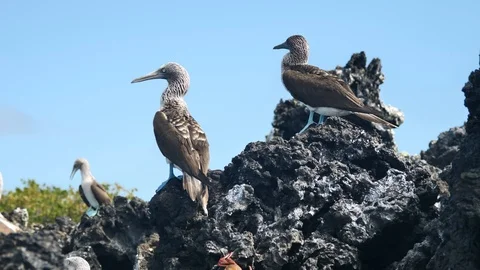 Flock of Blue Footed Booby Birds Perched On Black Lava Rocks, Galapagos Stock Footage 107794444