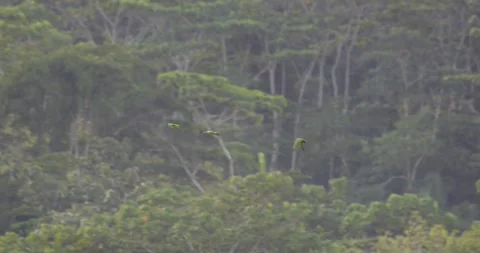 Flock of Blue Headed Parrot Fly over Tambopata National Reserve Rainforest Stock Footage 175303848