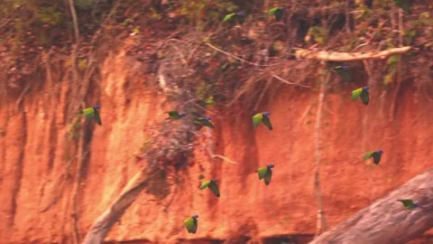 Flock of Blue-Headed Parrots Flying with Clay Lick in Background Video stock 325494610