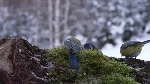 A flock of blue tits in winter Stock Footage 327866979