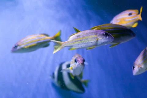 Flock of bluestriped snappers Stock Photos