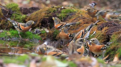Flock of bramblings on watering Stock Footage 68893014