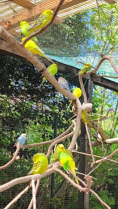 A flock of bright budgerigars on the branches in a large aviary. Stock Footage 347417517