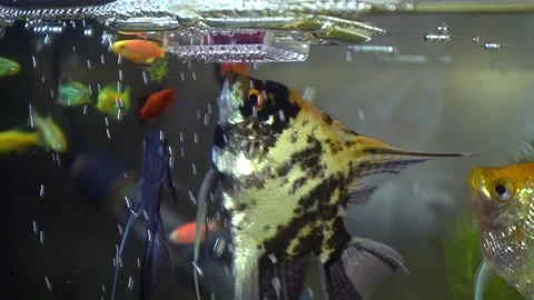 Flock of bright,hungry aquarium fish whirls around feed trough,life in aquarium Stock Footage