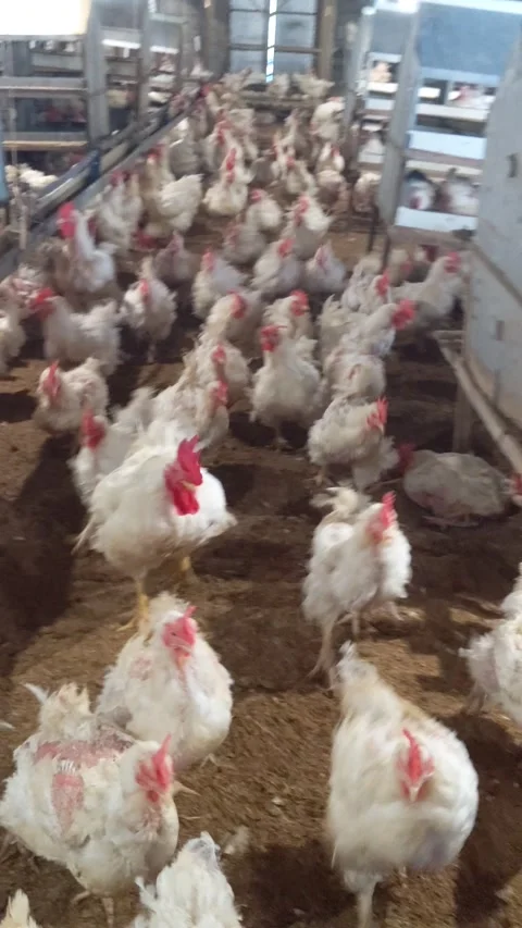 A flock of broilers following the camera Stock Footage 221893750
