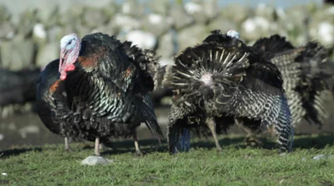 A flock of Bronze Turkeys 動画素材 36027938