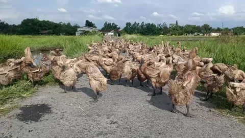 A Flock of Brown Ducks Stock Footage 220650843