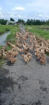 A Flock of Brown Ducks Stock-Fotos