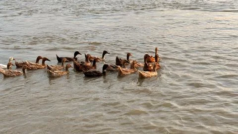 A flock of brown Indian runner ducks swim together peacefully in murky river Foto stock