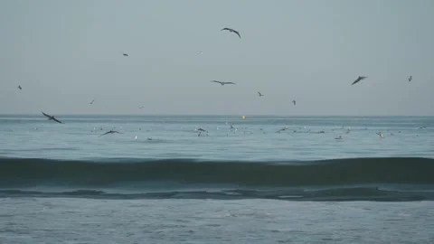 Flock Of Brown Pelicans Diving And Flying Over Rolling Pacific Ocean Stock Footage 332737664