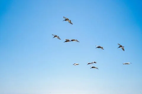 Flock of brown pelicans flying Foto stock