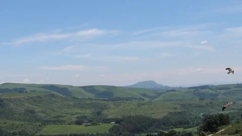 A flock of brown raptors is diving and feeding low to the ground. 4K Video. Vídeos de archivo 331542821