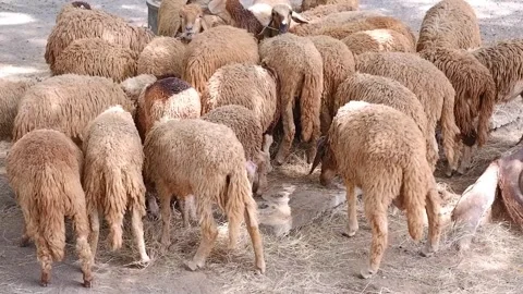 Flock of brown sheep are eating hay in livestock farm at countryside Stock Footage 292588385