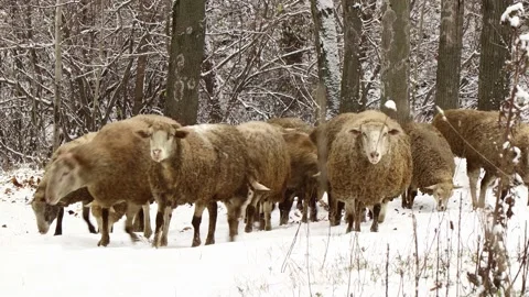 A flock of brown sheep grazes in a winter forest. Stock Footage 165908251