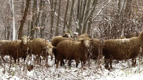 A flock of brown sheep grazes in the winter forest making their way through t Stock Footage 165908255